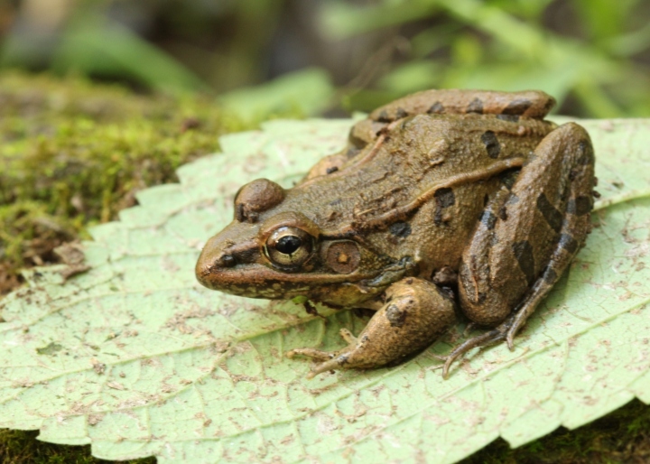 Southern Leopard Frog